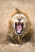 Lion (Panthera leo) yawning in a forest, Ngorongoro Crater, Ngorongoro, Tanzania Fine Art Print