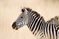 Burchell Zebra, Ngorongoro Crater, Ngorongoro, Tanzania Fine Art Print