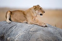 Close Up of a Lioness (Panthera leo) Sitting on a Rock, Serengeti, Tanzania Fine Art Print