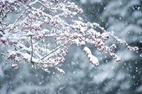 Snow covered branch during snowing, Washington State, USA Fine Art Print