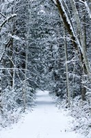 Snow Covered Road Through a Forest, Washington State Fine Art Print