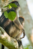 Red Colobus monkey with its young one on a tree, Kibale National Park, Uganda Fine Art Print