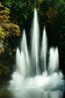 Waterfall in a garden, Butchart Gardens, Victoria, Vancouver Island, British Columbia, Canada Fine Art Print