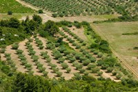 Olive trees in field, Les Baux-de-Provence, Bouches-Du-Rhone, Provence-Alpes-Cote d'Azur, France Fine Art Print