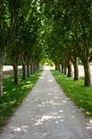 Treelined along a road, Vaugines, Vaucluse, Provence-Alpes-Cote d'Azur, France Fine Art Print