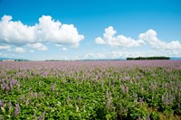 Field with flowers near D8, Brunet, Plateau de Valensole, Alpes-de-Haute-Provence, Provence-Alpes-Cote d'Azur, France Fine Art Print