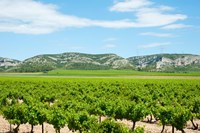 Vineyards with hills in the background, Alpilles, Route d'Orgon, Eyguieres, Bouches-Du-Rhone, Provence-Alpes-Cote d'Azur, France Fine Art Print