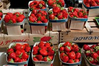 Strawberries for sale at weekly market, Arles, Bouches-Du-Rhone, Provence-Alpes-Cote d'Azur, France Fine Art Print