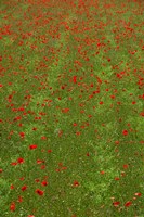 Poppy Field in Bloom, Les Gres, Sault, Vaucluse, Provence-Alpes-Cote d'Azur, France (vertical) Fine Art Print