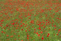 Poppy Field in Bloom, Les Gres, Sault, Vaucluse, Provence-Alpes-Cote d'Azur, France (horizontal) Fine Art Print