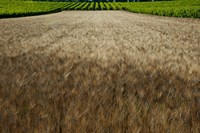 Wheat field surrounded by vineyards, Cucuron, Vaucluse, Provence-Alpes-Cote d'Azur, France Fine Art Print