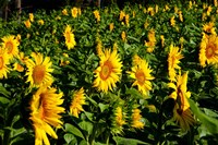 Sunflowers (Helianthus annuus) in a field, Vaugines, Vaucluse, Provence-Alpes-Cote d'Azur, France Fine Art Print