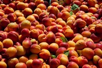 Nectarines for sale at weekly market, St.-Remy-de-Provence, Bouches-Du-Rhone, Provence-Alpes-Cote d'Azur, France Fine Art Print