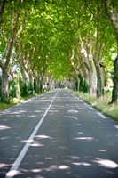 Allee of trees, St.-Remy-De-Provence, Bouches-Du-Rhone, Provence-Alpes-Cote d'Azur, France Fine Art Print