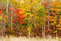 Colorful Trees in the Forest during Autumn, Muskoka, Ontario, Canada Fine Art Print