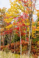 Autumn Trees, Muskoka, Ontario, Canada Fine Art Print