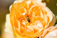 Bee pollinating a yellow rose, Beverly Hills, Los Angeles County, California, USA Fine Art Print