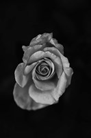 Close-up of a rose Fine Art Print
