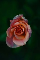 Close-up of a pink rose, Beverly Hills, Los Angeles County, California, USA Fine Art Print