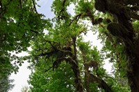 Low angle view of trees in a forest, Hoh Rainforest, Olympic National Park, Washington State, USA Fine Art Print