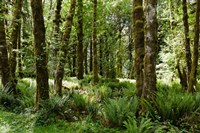 Ferns and Trees, Quinault Rainforest, Olympic National Park, Washington State Fine Art Print