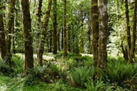 Ferns and Trees, Quinault Rainforest, Olympic National Park, Washington State by Panoramic Images - various sizes