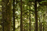 Trees in a forest, Queets Rainforest, Olympic National Park, Washington State, USA Fine Art Print