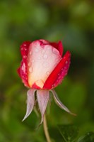 Close-up of a Rose, Glendale, Los Angeles County, California Fine Art Print
