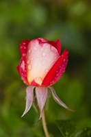 Close-up of a Rose, Glendale, Los Angeles County, California by Panoramic Images - various sizes