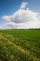 Farm field in springtime, Bergen, Lower Saxony, Germany Fine Art Print
