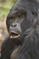 Close-up of a Mountain gorilla (Gorilla beringei beringei), Rwanda Fine Art Print