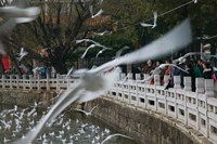 People feeding the gulls in a park, Green Lake Park, Kunming, Yunnan Province, China Fine Art Print