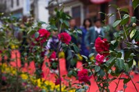 People at spring flower festival, Old Town, Dali, Yunnan Province, China Fine Art Print
