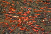 Goldfish (Carassius auratus) swimming in the Yu River Canal, Old Town, Lijiang, Yunnan Province, China Fine Art Print