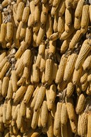 Corn cobs hanging to dry, Baisha, Lijiang, Yunnan Province, China Fine Art Print