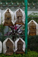 Birds in cages for sale at a bird market, Yuen Po Street Bird Garden, Mong Kok, Kowloon, Hong Kong Fine Art Print