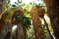 Low angle view of palm trees, Palm Springs, Riverside County, California, USA Fine Art Print