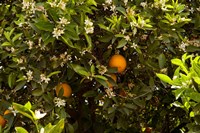 Orange trees in an orchard, Santa Paula, Ventura County, California, USA Fine Art Print