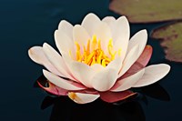 Water lily in a pond, Mendocino Coast Botanical Gardens, Fort Bragg, California, USA Fine Art Print