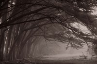 Cypress trees at misty morning, Fort Bragg, California, USA Fine Art Print