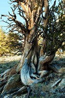 Ancient Bristlecone Pine Forest, White Mountains, California Fine Art Print