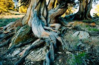 Bristlecone Pine Grove at Ancient Bristlecone Pine Forest, White Mountains, California by Panoramic Images - various sizes