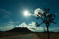 Joshua tree at the roadside, Joshua Tree National Park, California, USA Fine Art Print