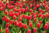 Field of Red Tulips Fine Art Print