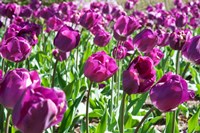 Purple Tulips Fine Art Print