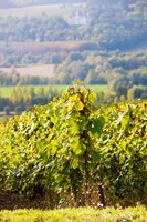 Crops in a vineyard, Chigny-les-Roses, Marne, Champagne-Ardenne, France Fine Art Print