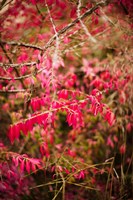 Close-up of a plant in a garden in autumn, Musee de l'Ecole de Nancy, Nancy, Meurthe-et-Moselle, Lorraine, France Fine Art Print