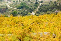 Vineyards, Collioure, Vermillion Coast, Pyrennes-Orientales, Languedoc-Roussillon, France (horizontal) Fine Art Print