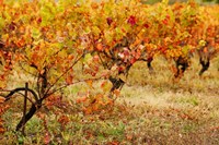 Vineyard in autumn, Gaillac, Tarn, Midi-Pyrenees, France (horizontal) Fine Art Print