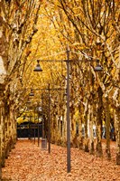 Esplanade des Quinconces park in autumn, Bordeaux, Gironde, Aquitaine, France Fine Art Print